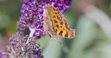 Bir çokgonya kelebeğinin yakın çekim görüntüleri, Belçika bahçesinde, mor bir Buddleja sp ile besleyici nektor. Yüksek kalite 4k görüntü