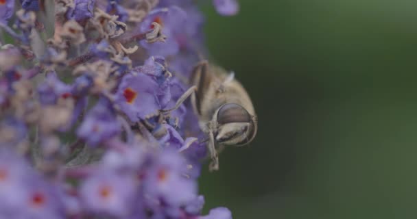 Nahaufnahme Einer West Oder Europäischen Honigbiene Apis Mellifera Die Sich — Stockvideo