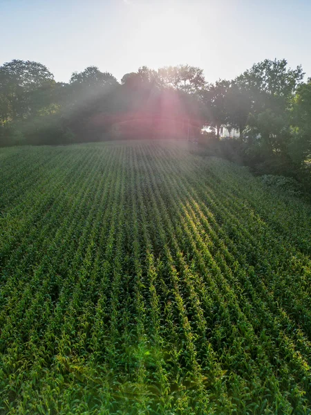 Vanuit Lucht Uitzicht Een Prachtige Zonsondergang Groene Maïsvelden Landbouwvelden Hoge — Stockfoto