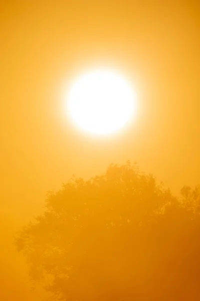 Сцени Заходу Сонця Похмуре Небо Силуетами Дерев Гілок Високоякісна Фотографія — стокове фото