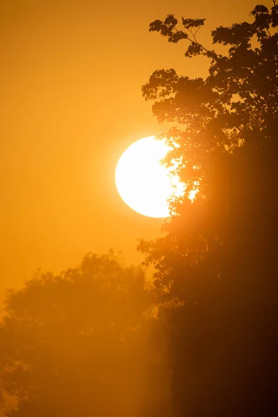 Сцени Заходу Сонця Похмуре Небо Силуетами Дерев Гілок Високоякісна Фотографія — стокове фото