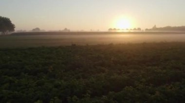 Bir tarım arazisi üzerinde İHA uçuşu sisli bir çiftlik arazisi üzerinde Gündoğumu renklerinde hasat ediliyor. Yüksek kalite 4k görüntü