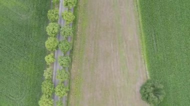 Yol kenarındaki yeni sürülmüş bir tarladan ayrılan parlak yeşil buğday tarlasının insansız hava aracı görüntüleri. Yolun kenarında bir ağaç var. Hava manzaralı. Güzel minimalist duvar kağıdı. Belçika, Avrupa. Yüksek