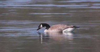 Kanada Kaz Kaz 'ı, Branta Kanadenis, Belçika' nın Antwerp şehrinde Rijkevorsel 'de bir kanalda yüzüyor. Yüksek kalite 4k görüntü