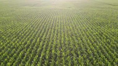Hava sineması görüntüleri, gün batımında mısır tarlasında uçan insansız hava aracı. İnsansız hava aracı yeşil tarım mısır tarlası üzerinde uçuyor. Bir mısır tarlasının güzel yaz manzarası. Yeşil çiftlik mısır tarlasının üst görüntüsü