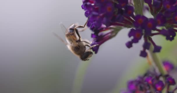Поруч Західною Або Європейською Медоносною Бджолою Apis Mellifera Яка Живиться — стокове відео