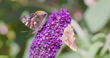 İki kızıl amiralin ya da kral kelebeğinin Belçika 'nın bir bahçesinde, mor bir Buddleja sp ile beslenen nektor görüntülerini kapatın. Yüksek kalite 4k görüntü