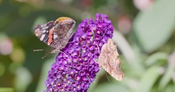 Närbild Bilder Två Röda Amiral Eller Monark Fjärilar Mata Nector — Stockvideo