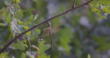 Tek bir yusufçuk, Odonata Anisoptera, açık kanatlı, yaz mevsiminde rüzgarda bir ağaç dalında dinleniyor. Yüksek kalite 4k görüntü