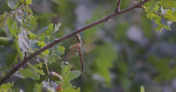 Single Dragonfly Odonata Anisoptera Clear Wings Resting Tree Branch Wind — Stock Video