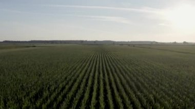 Hava sineması görüntüleri, gün batımında mısır tarlasında uçan insansız hava aracı. İnsansız hava aracı yeşil tarım mısır tarlası üzerinde uçuyor. Bir mısır tarlasının güzel yaz manzarası. Yeşil çiftlik mısır tarlasının üst görüntüsü