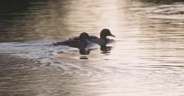 Две Кряквы Anas Platyrhynchos Самец Самка Плавают Воде Время Восхода — стоковое видео