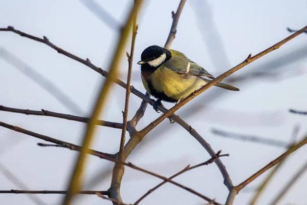 Great Tit Parus Major Single Bird Perching Tree Branch Bright — Stock Photo, Image