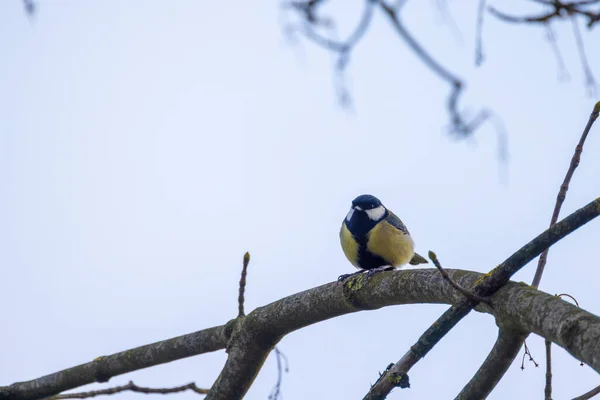 Great Tit Parus Major Single Bird Perching Tree Branch Bright — Stockfoto