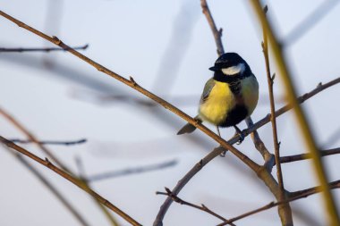 Great Tit, Parus major. Single bird perching on a tree branch in a bright winter day. Beautiful small bird, looking for a food. High quality photo