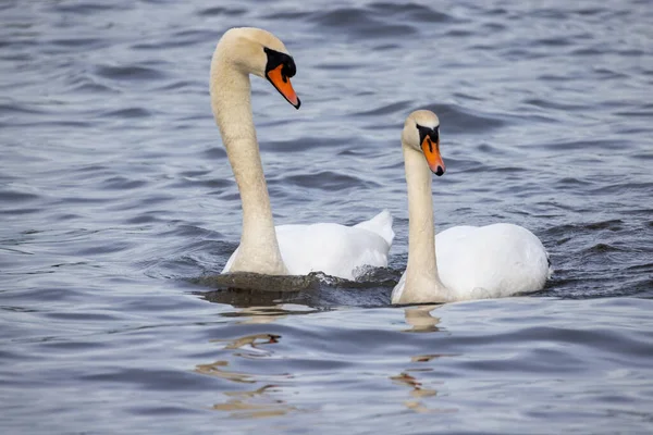 Par Cisnes Mudos Pássaros Selvagens Cygnus Olor Nadando Juntos Inverno — Fotografia de Stock