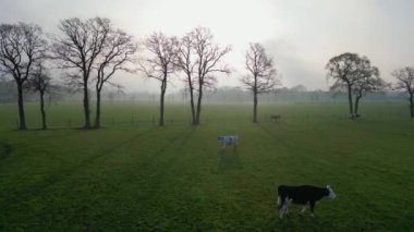 Çimenlerle kaplı bir çayırda otlayan ineklerin hava manzarası ve sabah sisi. Arka planda ise küçük bir sis bulutu içinde gün doğumu. Yüksek kalite 4k görüntü