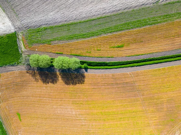 Vogels Uitzicht Abstractie Landbouwgebied Groene Golvende Velden Zonnige Dag Luchtfoto — Stockfoto
