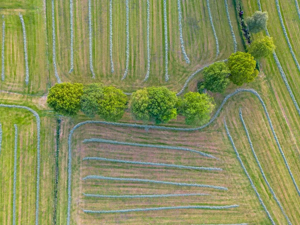 Hava Manzarası Doğal Yeşil Çimlerin Çalıların Üst Görüntüsü Bir Dron — Stok fotoğraf