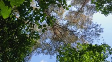 Ormana bakıyor, ağaçların tepelerine bakıyor, güneş yaprakların arasından parlıyor. Yüksek kalite 4k görüntü