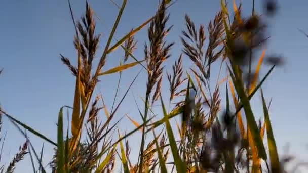 日没時の太陽の光の鼓動の中で風に打たれた小麦のスパイス 高品質4K映像 — ストック動画