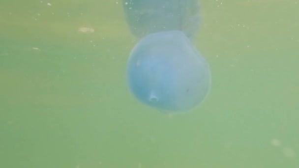 Плавая Толщине Морской Воды Rhizostoma Pulmo Широко Известный Баррель Медузы — стоковое видео