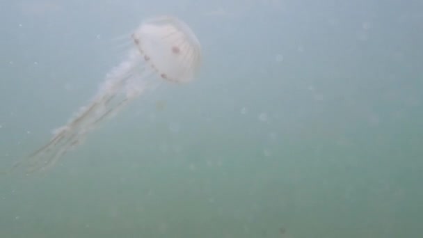 Primer Plano Medusas Brújula Chrysaora Hysoscella Nadar Agua Mar Del — Vídeos de Stock