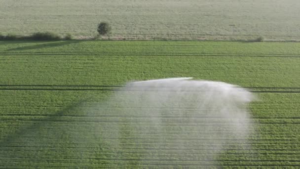 巨大な強力な灌漑システムによって灌漑されているジャガイモ畑の無人機による空中ビュー 高品質4K映像 — ストック動画