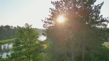 Yükselen güneş ışınları yukarı doğru hareket ederken yeşil bir ağacın dallarını delip geçer. Parkta yaz. Sinema, güzel doğal yeşil yaz arkaplanı hareket halinde. Yüksek kalite 4k