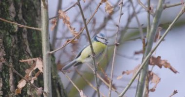 Great tit Parus major in the wild. Songbird close up. The great tit sits on a branch and looks around. High quality 4k footage