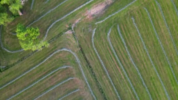 Sobrecarga Drone Disparo Gran Campo Verde Con Árboles Patrón Verde — Vídeos de Stock