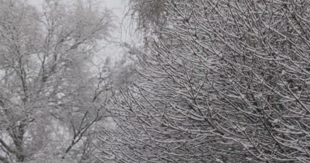 Χιόνι Πέφτει Closeup Του Χιονιού Δέντρο Καλύπτονται Κλαδιά Κατά Διάρκεια — Αρχείο Βίντεο