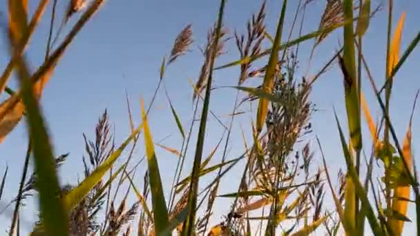 Green Wheat Summer Wind Sunset Slow Motion Slide Blue Sky — Stock Video