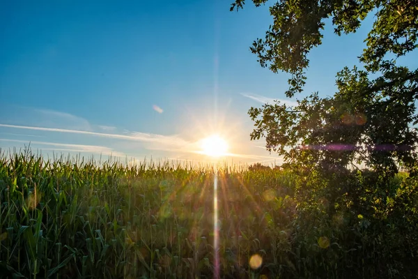 Pole Kukurydzy Zachodzie Lub Wschodzie Słońca Niebieskim Niebem Miękkimi Chmurami — Zdjęcie stockowe