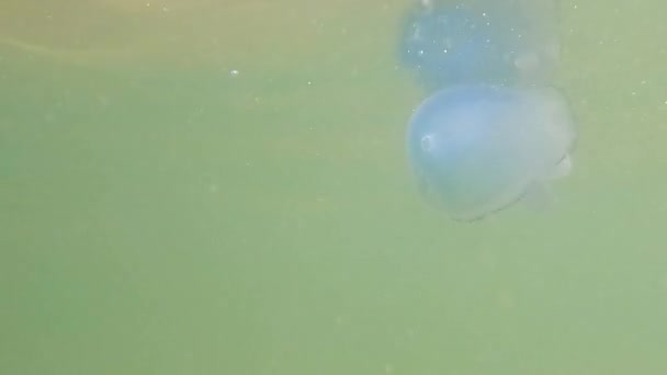 海の水の厚さに浮かんでいるバレルクラゲ Rhizostomaプルモ 一般的にバレルクラゲ フリルとして知られ 北の海 オランダ ヨーロッパ 高品質4K映像 — ストック動画