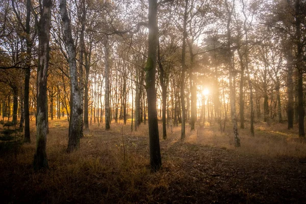 Sun Star Shining Woods Autumn Forest Trees Nature Green Wood — Zdjęcie stockowe
