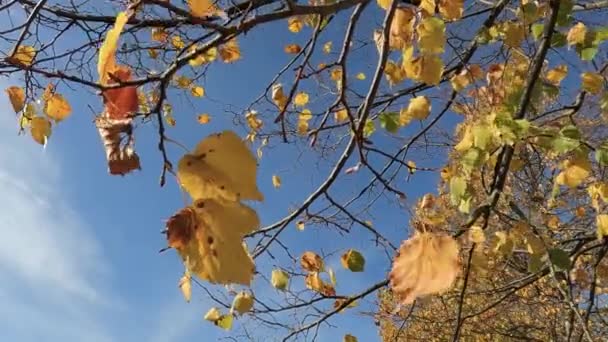 Autumn Bliss Vibrant Birch Leaves Dancing Breeze Высокое Качество Footageпогрузитесь — стоковое видео
