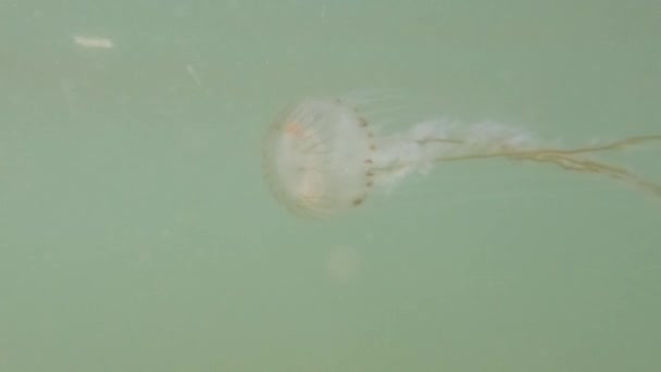 Closep Kompas Medúzy Chrysaora Hysoscella Plavat Vodě Severním Moři Nizozemsko — Stock video