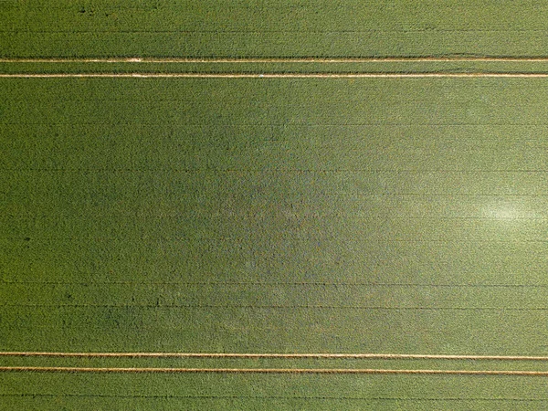 Drone Aéreo Vista Superior Campo Milho Verde Cultivado Textura Abstrata — Fotografia de Stock
