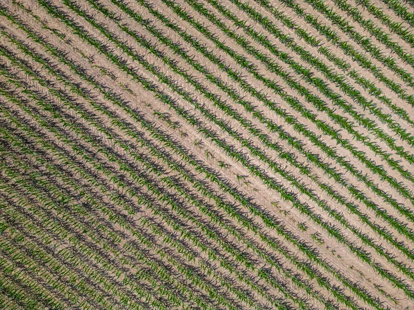 Aerial Drone Top View Cultivated Green Corn Field Abstract Texture — Stock Photo, Image