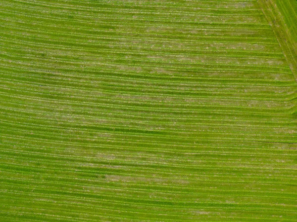 Kukoricaföld Szárak Bojtok Légi Drónfotók Kukoricanövények Felett Kiváló Minőségű Fotó — Stock Fotó