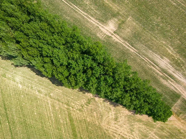 공중에서는 기하학적 농토를 수있는데 이것은 무인기로 과밭을 보여준다 고품질 — 스톡 사진