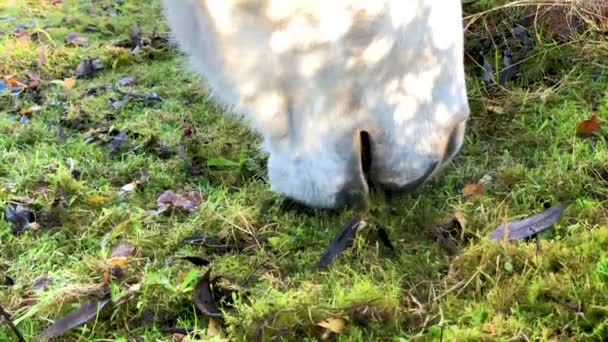 拍摄慢镜头 拍摄一匹马和平地在草地上吃草的特写 对马嘴的细致关注揭示了这只普通马的自然美丽的细微差别 — 图库视频影像