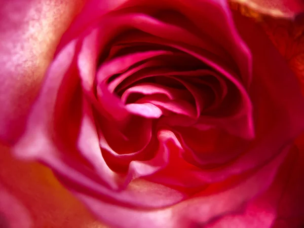 Потрясающая Макрофотография Которая Отражает Замысловатую Красоту Нежной Розовой Розы Вид — стоковое фото