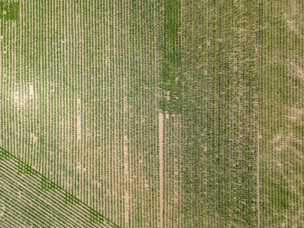 Yeşillik Mısır Tarlasının Hava Aracı Görüntüsü Yukarıdan Tarımsal Plantasyonun Soyut — Stok fotoğraf
