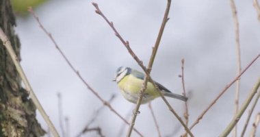 Great tit Parus major in the wild. Songbird close up. The great tit sits on a branch and looks around. High quality 4k footage