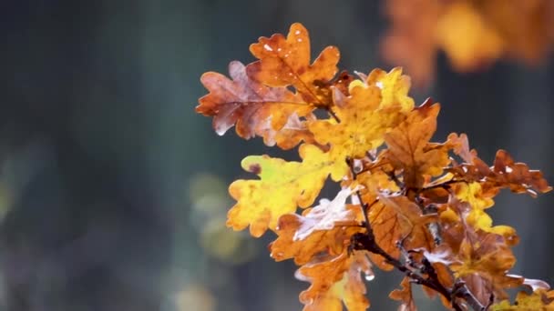 Яркие Подробные Кадры Крупным Планом Показывающие Яркие Цвета Дубовых Листьев — стоковое видео