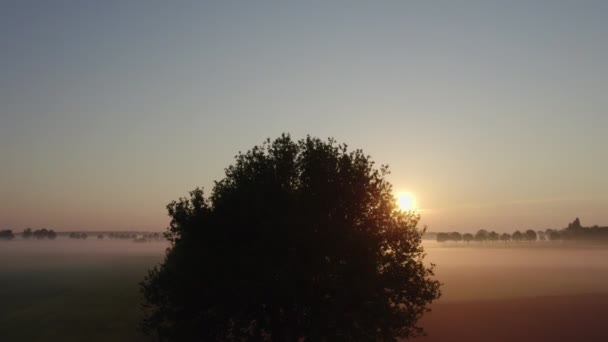 一个迷人的航拍镜头捕捉了宁静早晨的神秘本质 当太阳升起时 一棵雄伟的树映衬着灿烂的日出 在一个精致的早晨闪烁着光芒 — 图库视频影像