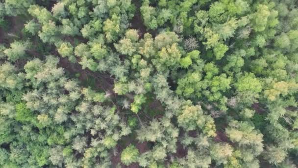 Découvrez Beauté Enchanteresse Une Forêt Luxuriante Partir Une Vue Aérienne — Video