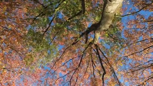 Capture Essência Outono Com Esta Filmagem Encantadora Olhe Para Uma — Vídeo de Stock